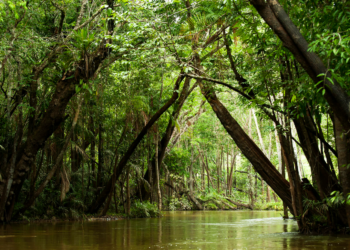 Lasy deszczowe amazońskiej dżungli uratowane!