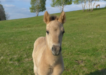 W Roztoczańskim Parku Narodowym urodził się konik polski!