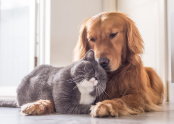 Nasi przyjaciele są bezpieczni!