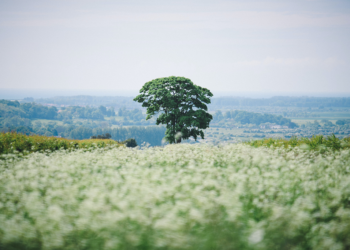 Natura się odradza :)