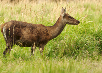 Lasami rządzą zwierzęta :)