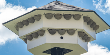 Polskie miasta pomagają zwierzakom 😊