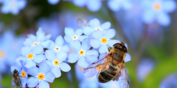 Pandemia działa na korzyść pszczół :)