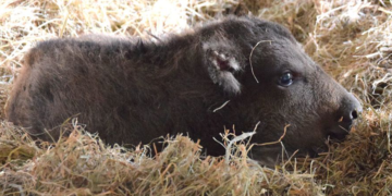 Nic słodszego dziś nie zobaczycie :)
